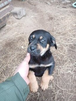 Štěňata labrador