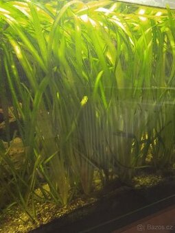Vallisneria gigantea - množstevní sleva