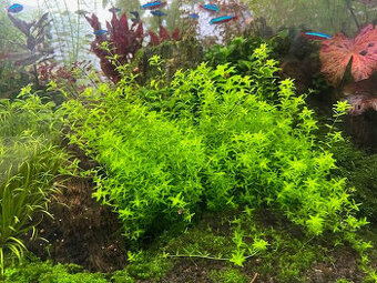 Akvarijní rostliny Mix