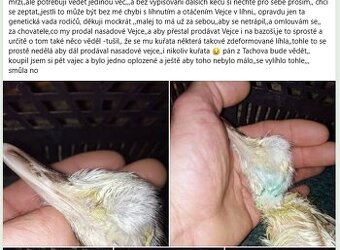 NANDU násadová vejce - UPOZORNĚNÍ NA PODVOD