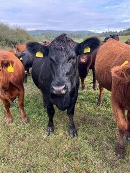 Prodám plemenné jalovice Aberdeen Angus