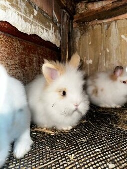 🐰Roztomilá zakrslá králíčata k odběru.🐰