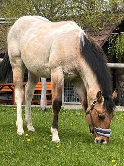 Americký paint horse valášek na prodej