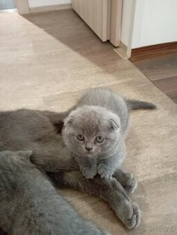 Skotská klapouchá.