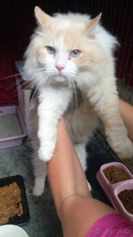 Kocourek ragdoll