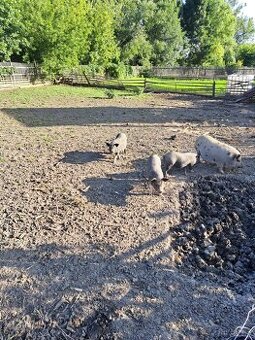 Kříženci vietnamskych prasat