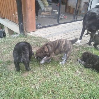 Fenky křížené akita inu