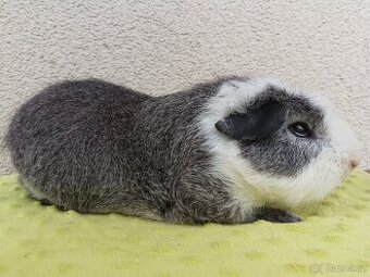 Cuy morče - samec Ocean