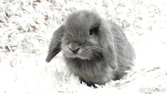 Zakrslý beránek, králíček, králík - KVIDO