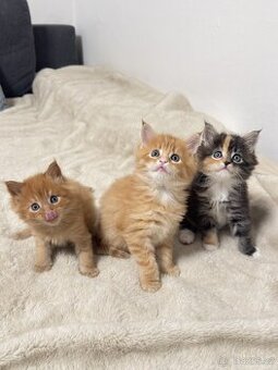 Mainská mývalí Bez PP