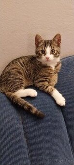 Hledá se domov pro nalezeného kocourka