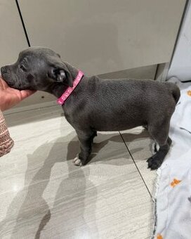 Stafordšírský bulteriér