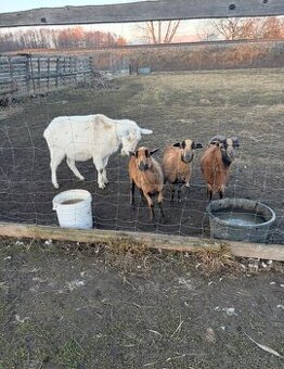 Bílá koza+ mini ovečka a beránek