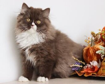 Britská dlouhosrstá koťátka s PP