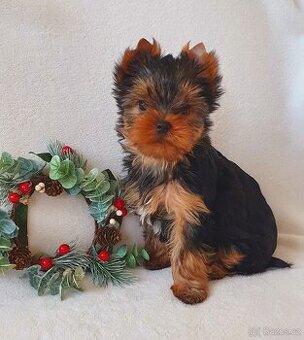 Jorkširský teriér s PP - pejsek