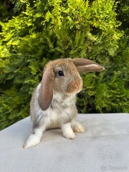 Králík, zakrslý králík, králíček, zajíc, zajíček