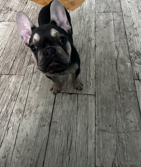 Francouzský buldoček