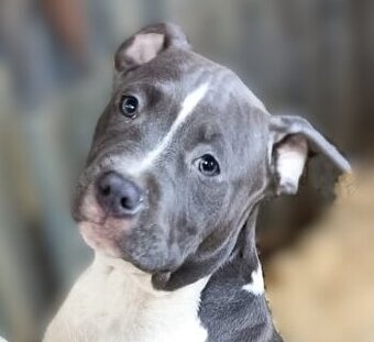 Americký stafordšírský teriér modrá št.s PP k odběru