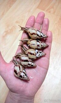 Limicolaria Agathina Nigeria - africký šnek