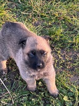 Belgický ovčák Malinois X německy ovčák