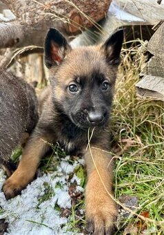 Belgický ovčák Malinois X německy ovčák