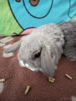 Zakrslý beránek králíček - 1