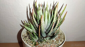 Haworthia Fasciata white variegated ( sukulent )