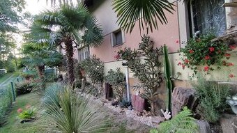 Mrazuvzdorné kaktusy