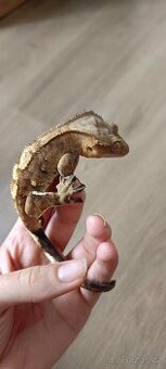 Pagekon řasnatý - mladý sameček (1)