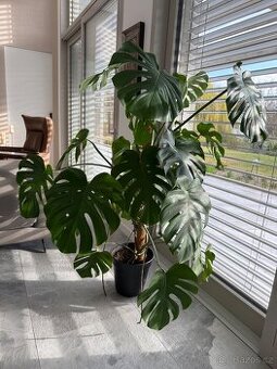 Monstera 145 cm