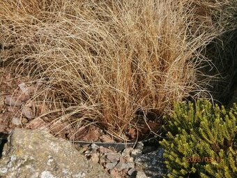 Ostřice bičíkovitá Bronze Form