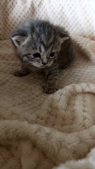 Britská whiskas kočička s PP