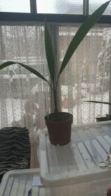 Palma Washingtonia robusta - 1