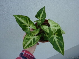 Syngonium - pokojová rostlina