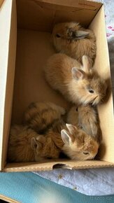 Zakrslý králičci