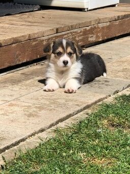 Welsh corgi pembroke s PP