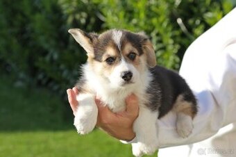 Welsh corgi pembroke s PP