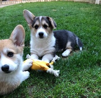 Welsh corgi pembroke s PP už k odberu
