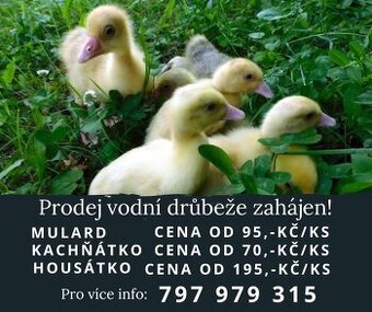 K PRODEJI VODNÍ DRŮBEŽ - mulardy, kachňata, housata