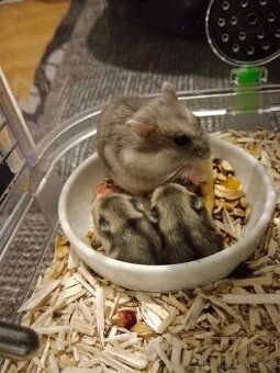 Křeček džungarský mláďata - 1