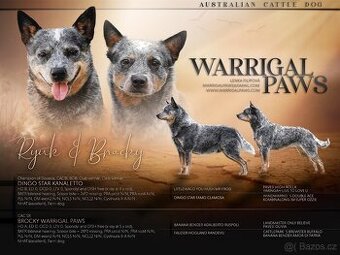 Australsky honacky pes
