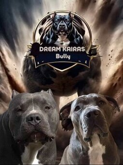 American Bully XL s PP