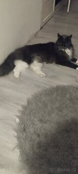 Mainská mývalí kočka 🐱