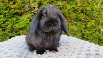 Zakrslý beránek, králíček, králík -PIPER
