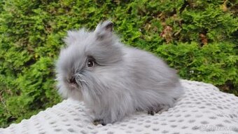 Zakrslý králík, králíček -(TEDDY)-OLIVIE