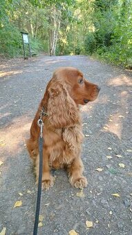 🐶 Krytí – anglický kokršpaněl hledá fenku