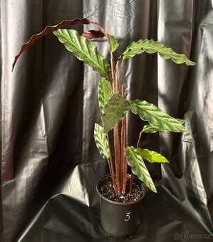 Kalatea, Calathea sametová