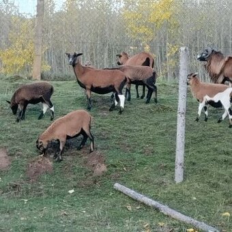 Kamerunské ovce