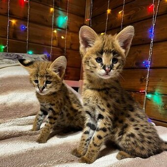 Koťátka plemene Savannah F1 a F2 k dispozici
