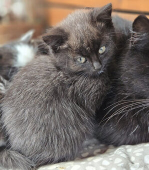 Krásná kočička Beruška